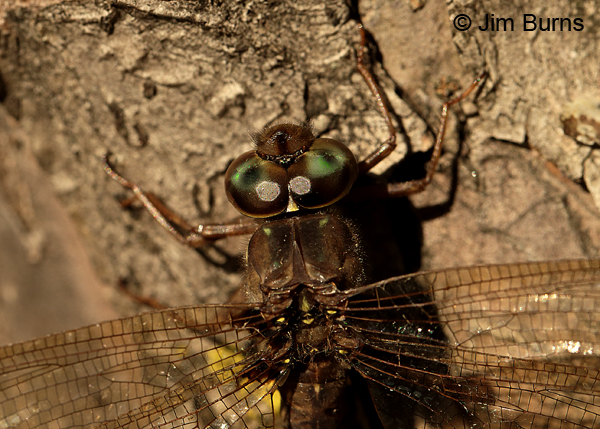 Fawn Darner male top shot, Eau Claire Co., WI, September 2016