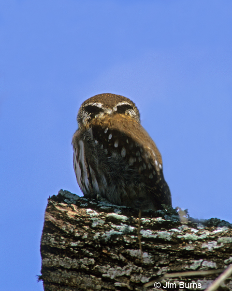 Ferruginous Pygmy-Owl false eye spots