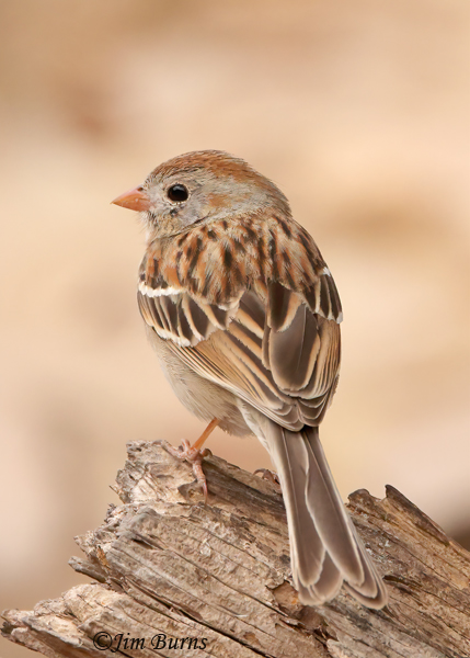 Field Sparrow dorsal view--0437