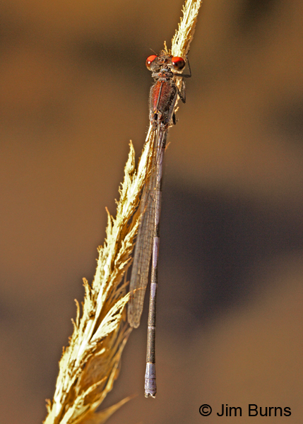 Fiery-eyed Dancer male dorsal view, Maricopa Co., AZ, October 2011