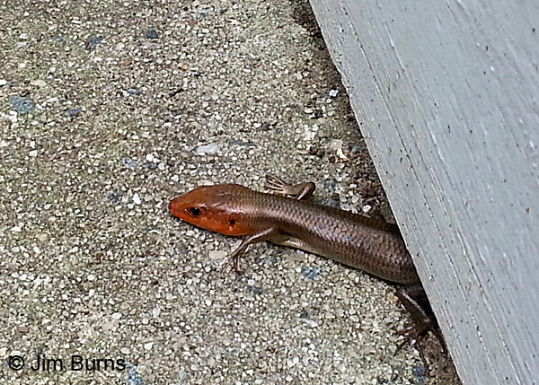 Five-lined Skink close-up