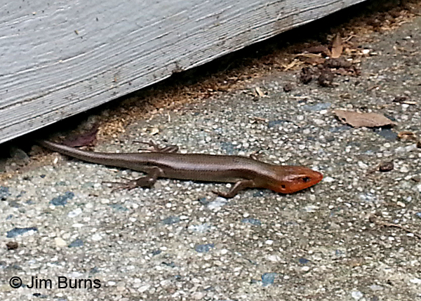 Five-lined Skink young