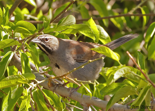 Five-striped Sparrow in habitat #2--0691