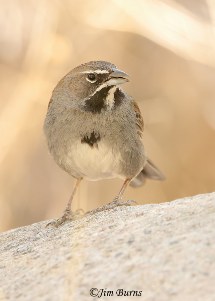 Five-striped Sparrow singing #2--0738