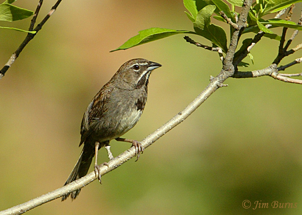 Five-striped Sparrow in habitat--9962
