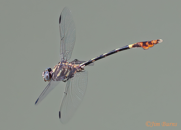 Five-striped Leaftail mle in flight, Hidalgo Co., TX, September 2023--4329