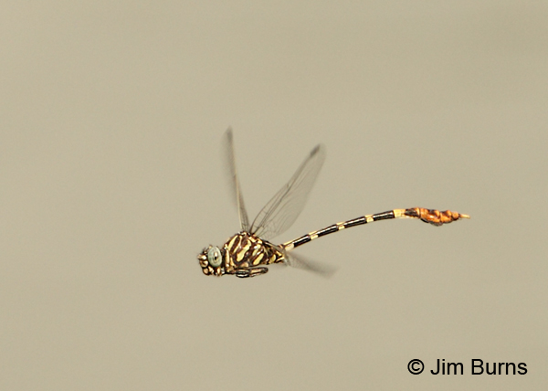 Five-striped Leaftail male in flight, Hidalgo Co., TX, May 2012
