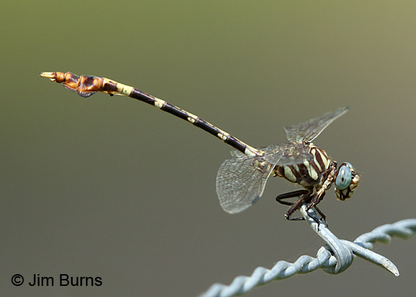 Five-striped Leaftail male on fence, Gonzales Co., TX, August 2017