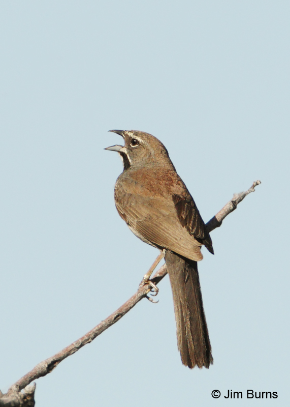 Five-striped Sparrow singing