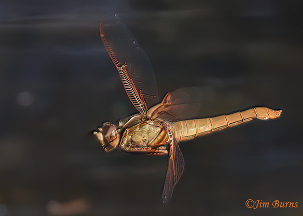 Flame Skimmer female in flight, Maricopa Co., AZ, July 2024--8231