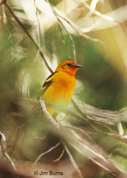 Flame-colored Tanager cover