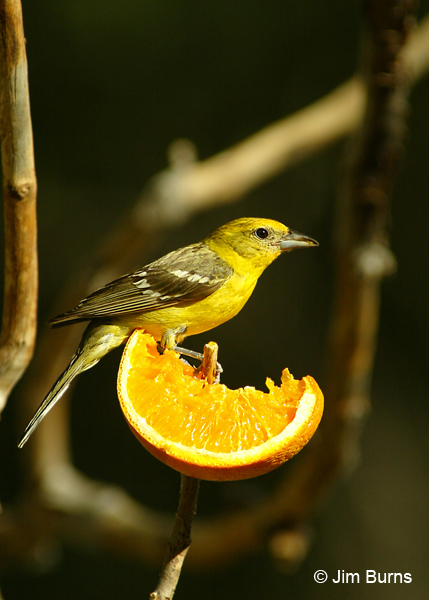 Flame-colored Tanager female on orange