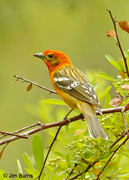 Flame-colored Tanager male dorsal