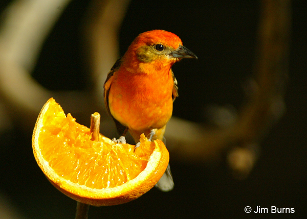 Flame-colored Tanager male on orange