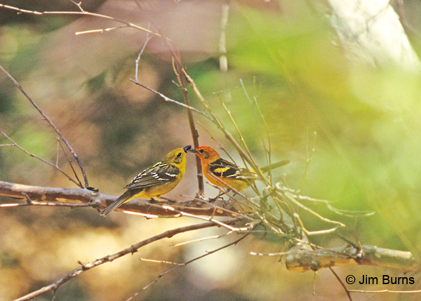 Flame-colored Tanager pair