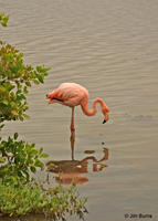 Greater Flamingo sunrise