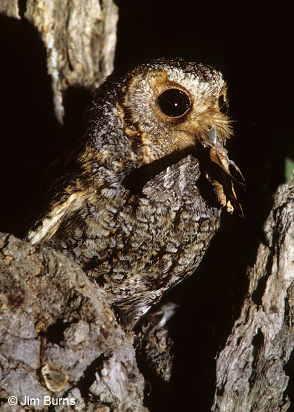 Flammulated Owl male with moth