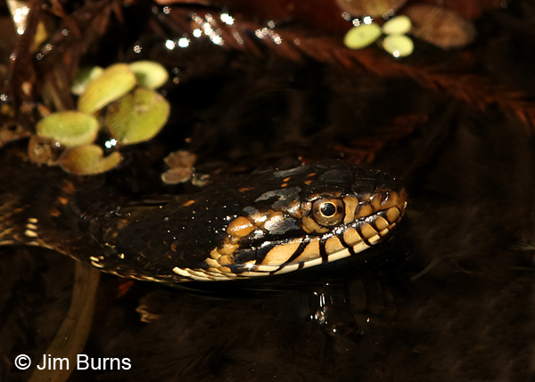 Florida Water Snake under water