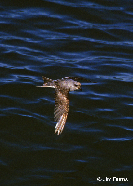 Fork-tailed Storm-Petrel in flight