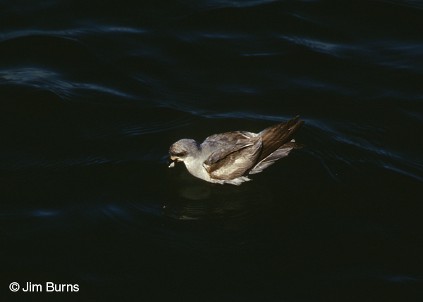 Fork-tailed Storm-Petrel with fish