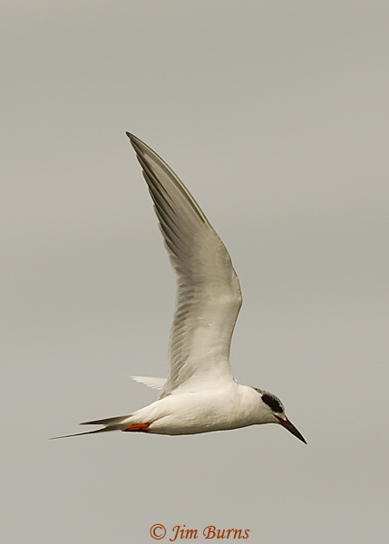 Forster's Tern adult non-breeding in flight #3--8006