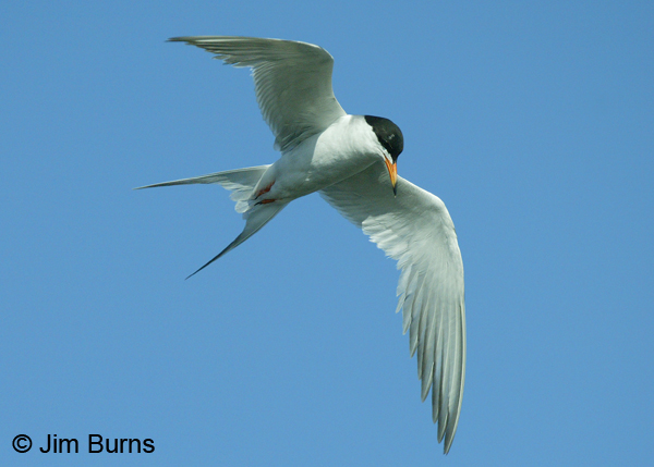 Forster's Tern adult breeding in flight