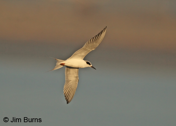 Forster's Tern adult nonbreeding in flight #2