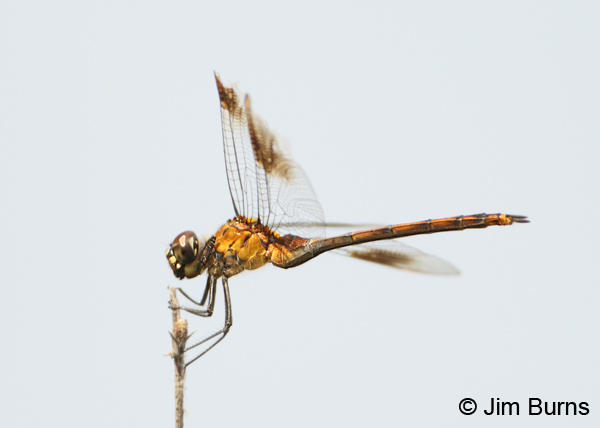 Four-spotted Pennant female, Hidalgo Co., TX, May 2012