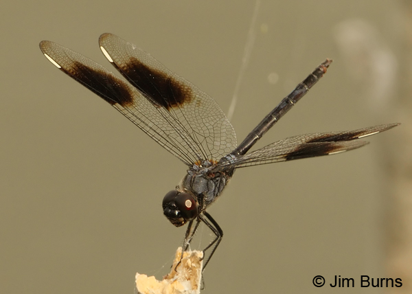Four-spotted Pennant male, Hidalgo Co., TX, May 2012
