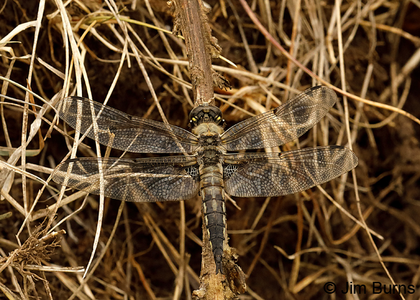 Four-spotted Skimmer male, Apache Co., AZ, July 2018--9316