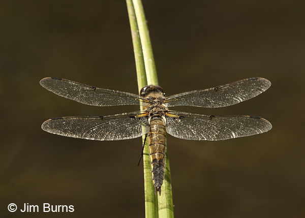 Four-spotted Skimmer female dorsal view, Deschutes Co., OR, August 2015