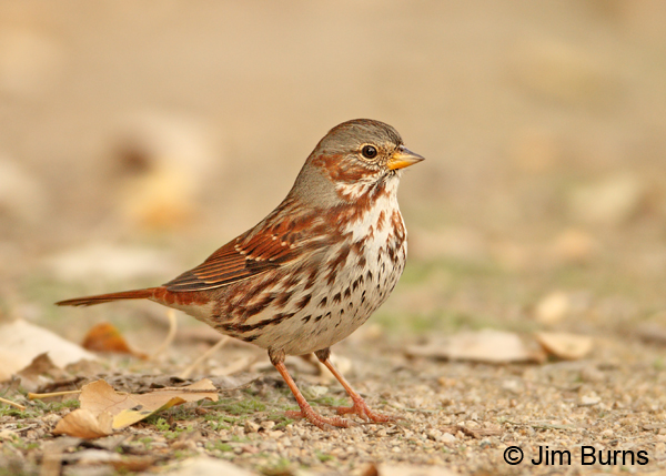 Fox Sparrow red form