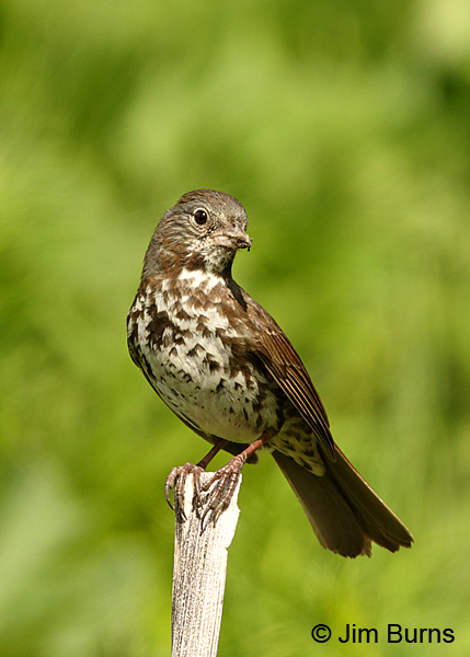 Fox Sparrow unalaschcensis form, Anchorage Co., Alaska