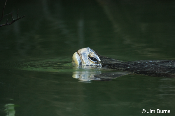 Galapagos Black Turtle close-up