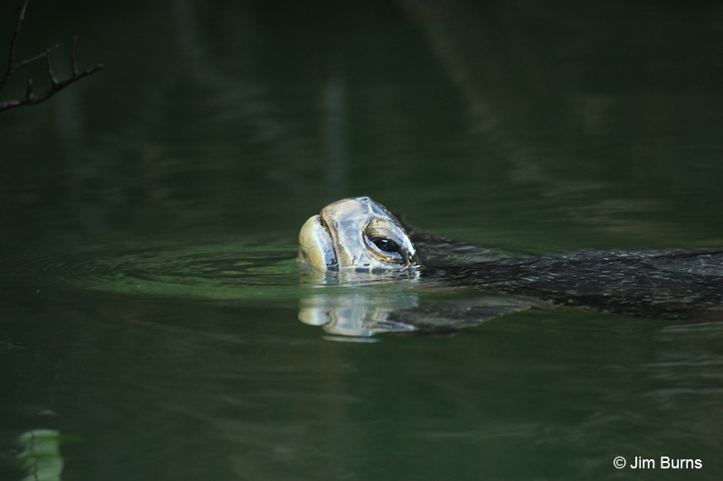 Galapagos Black Turtle close-up