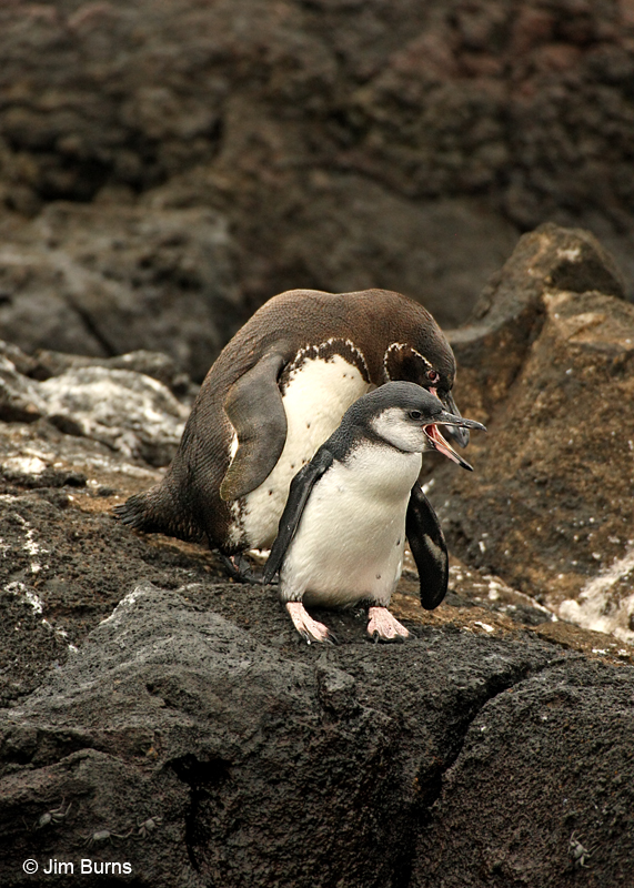 Galapagos Penguin parent with juvenile