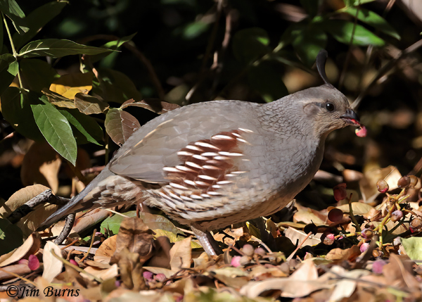 Gambel's Quail female with Pistache berry--6827