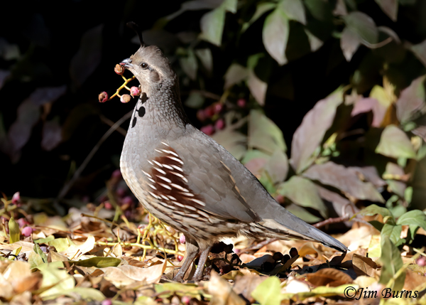 Gambel's Quail female with Pistache berry twig--6967