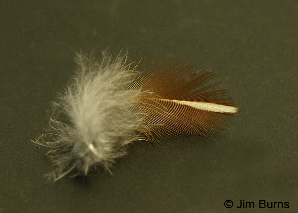 Gambel's Quail feather