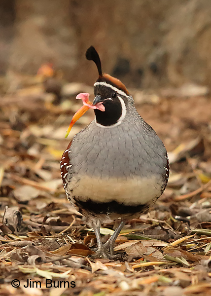 Gambel's Quail male with Bell's of Fire petal