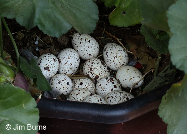 Gambel's Quail nest in flower pot, April