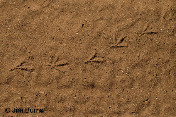 Gambel's Quail tracks on the desert