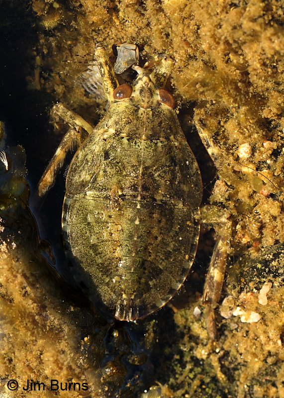 Giant Water Bug nymph