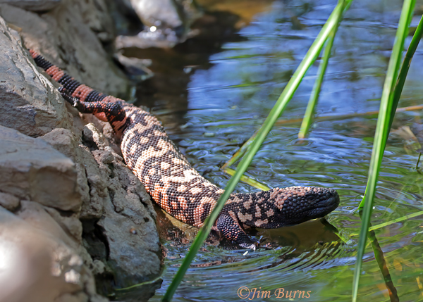 Gila Monster cooling off--9646