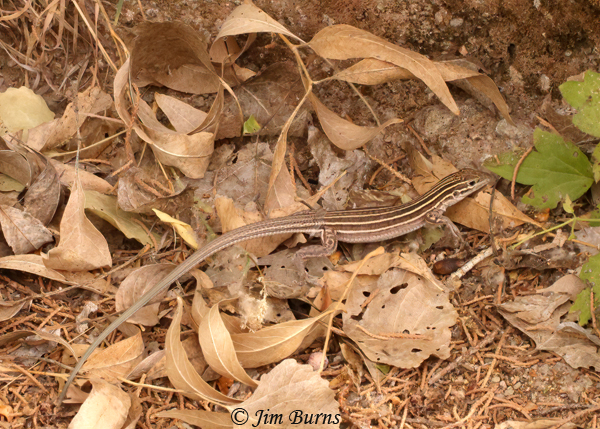 Gila Spotted Whiptail--8329