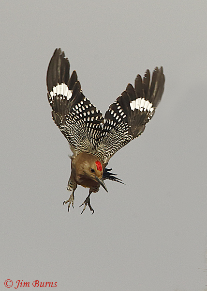 Gila Woodpecker male dropping from gray skies--7658