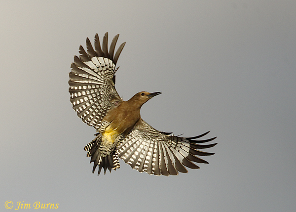 Gila Woodpecker male in flight--7669