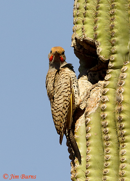 Gilded Flicker male at Saguaro nest--2838