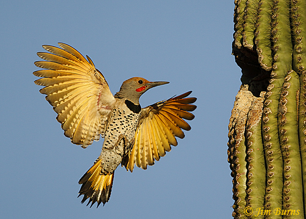 Gilded Flicker male rising to Saguaro nest--2947