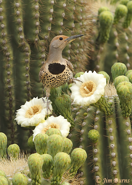 Gilded Flicker female in Saguaro Flowers--3019